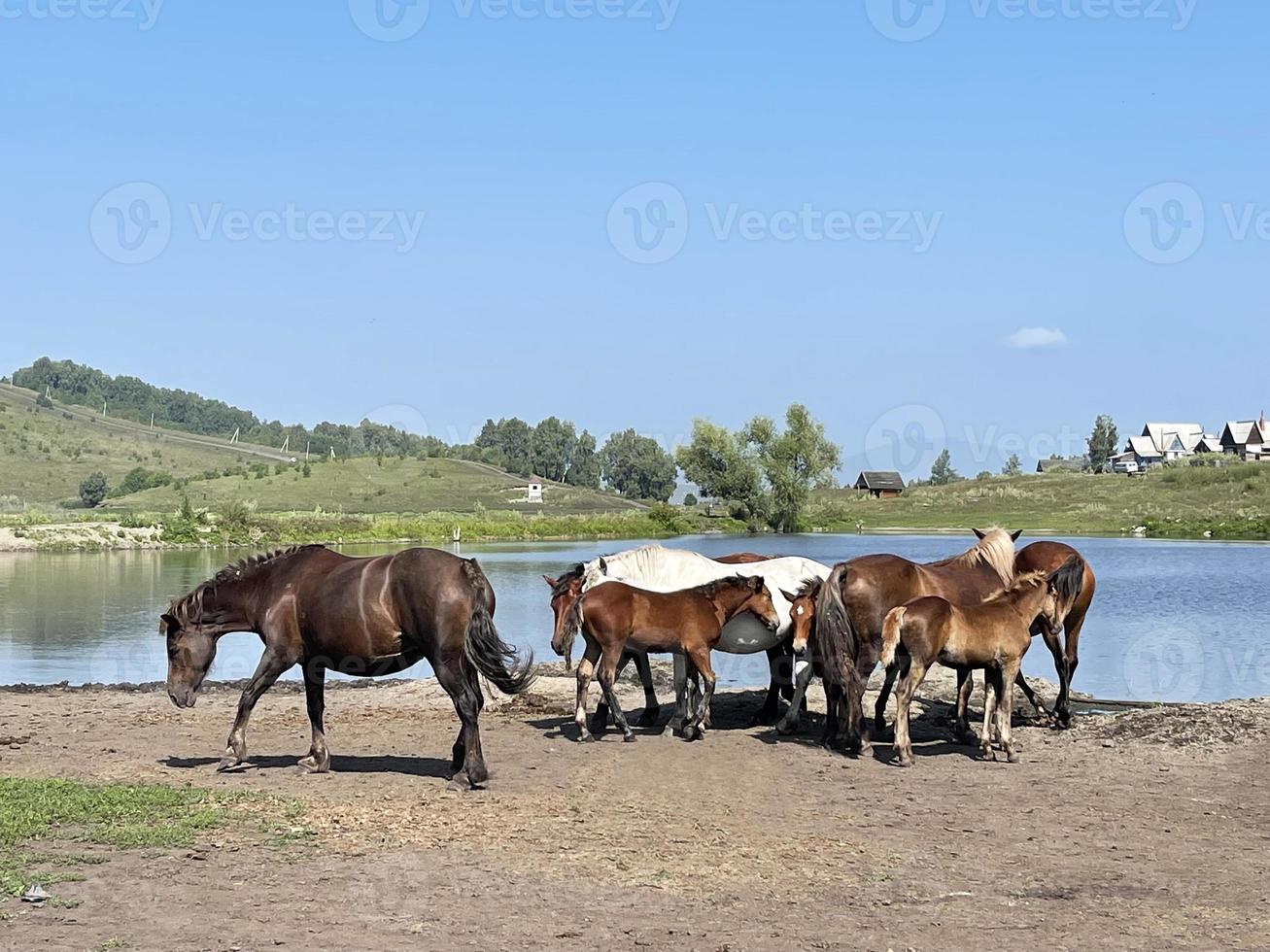 Herd of horses standing by the lake photo