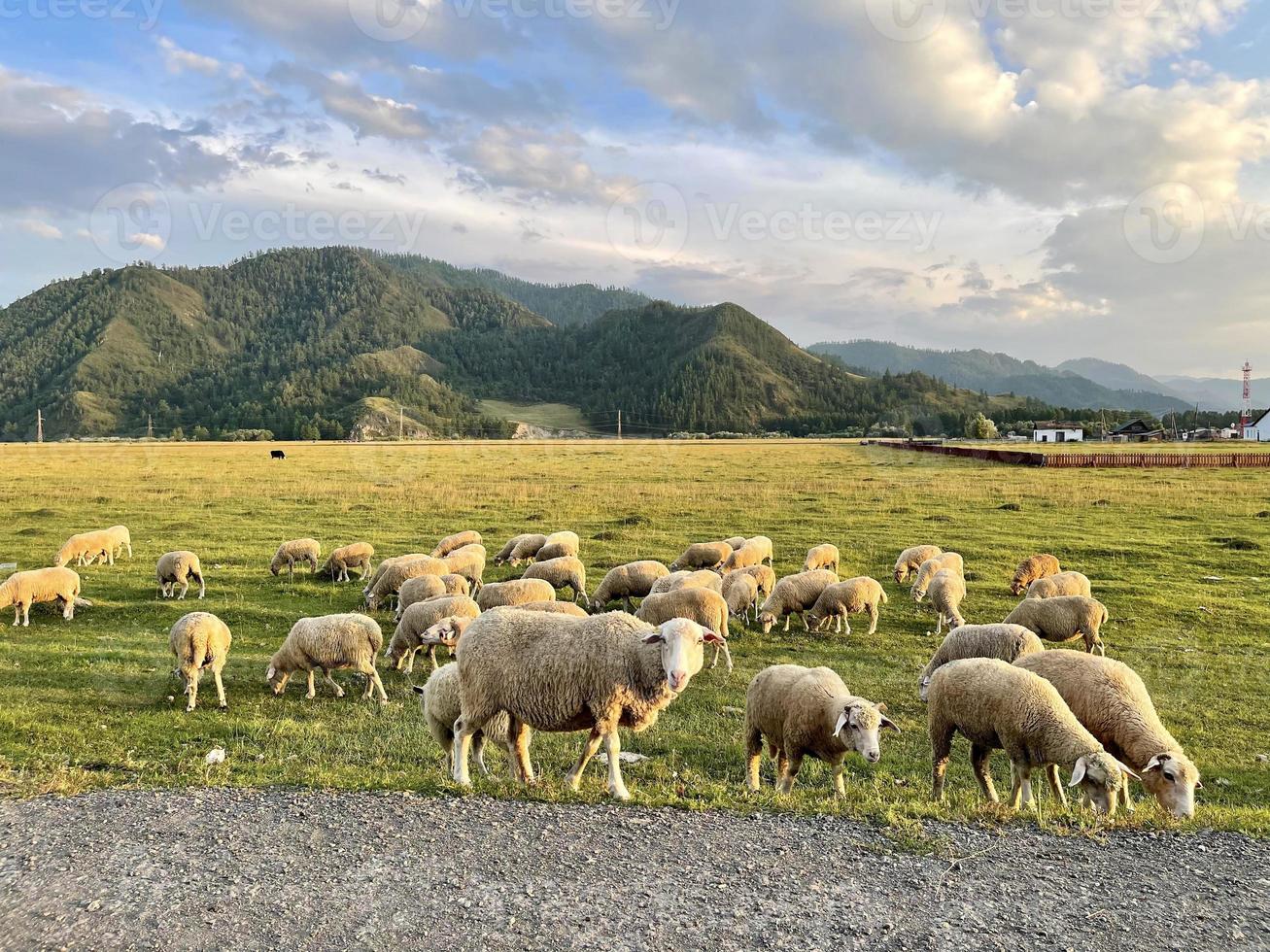 A flock of sheep grazing on a lawn in the mountains photo