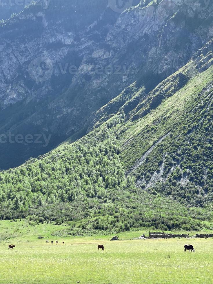 Beautiful hohosk landscape with silhouettes of cows in the distance photo