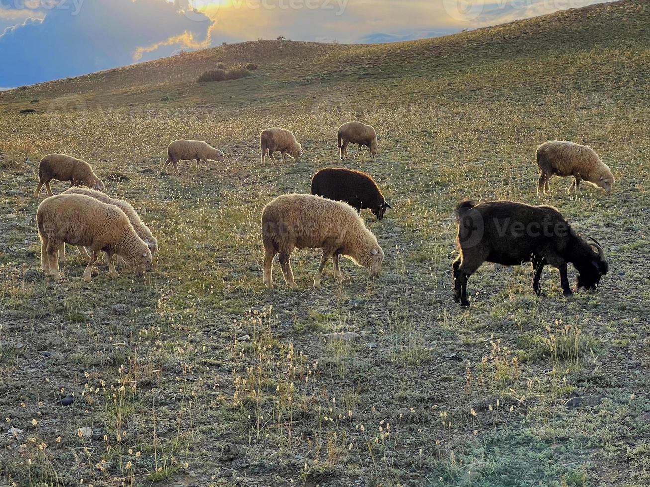 A flock of sheep grazing on a lawn in the mountains in autumn day photo