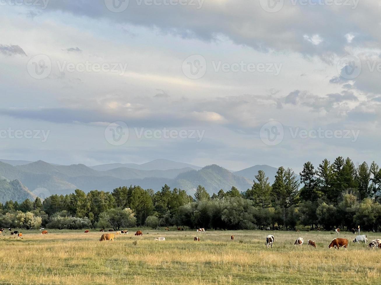 Beautiful mountain landscape, Altai, Russia photo