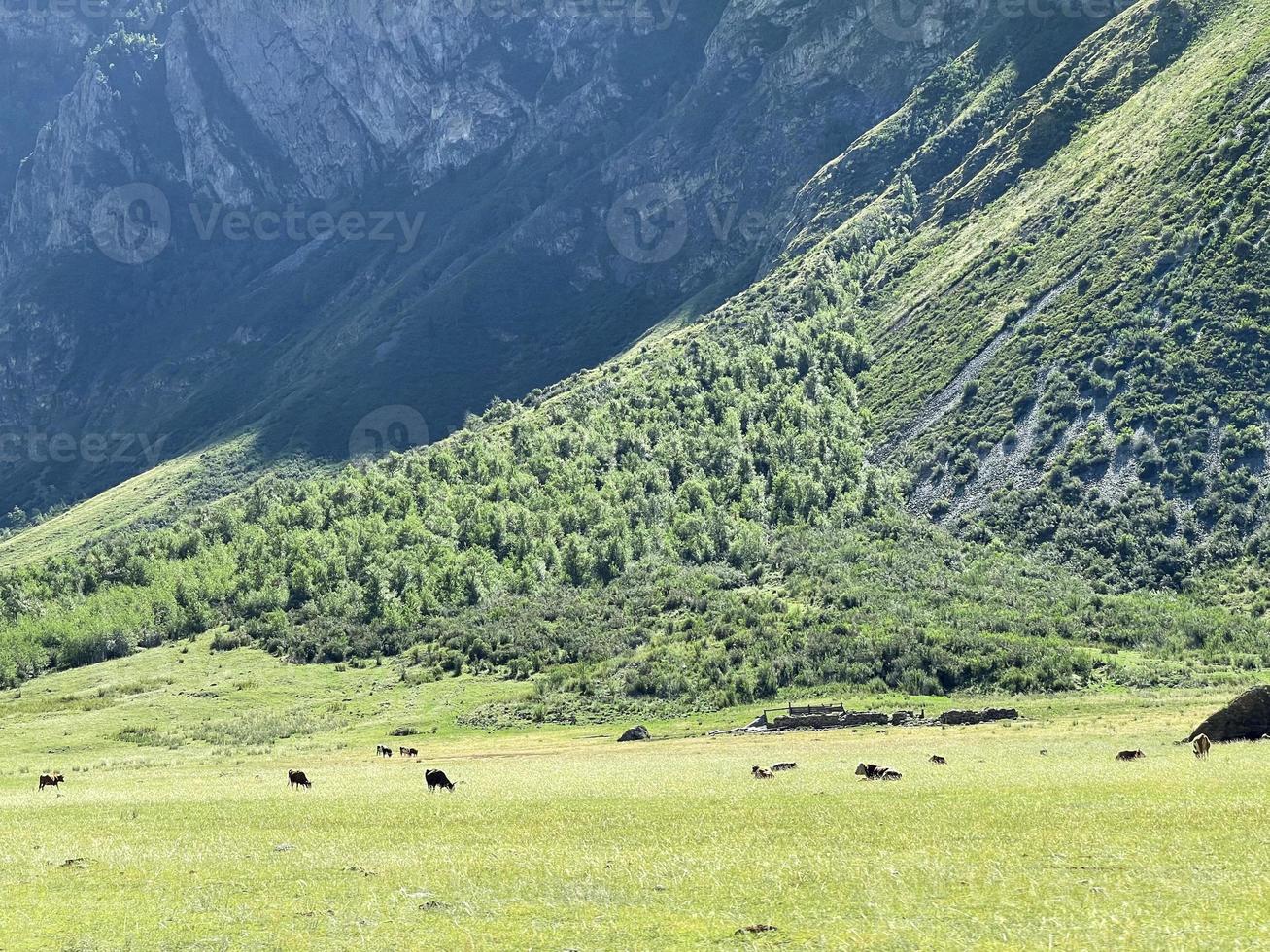 Beautiful hohosk landscape with silhouettes of cows in the distance photo