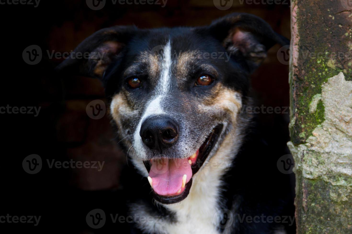 portrait mongrel stray dog on dark background photo