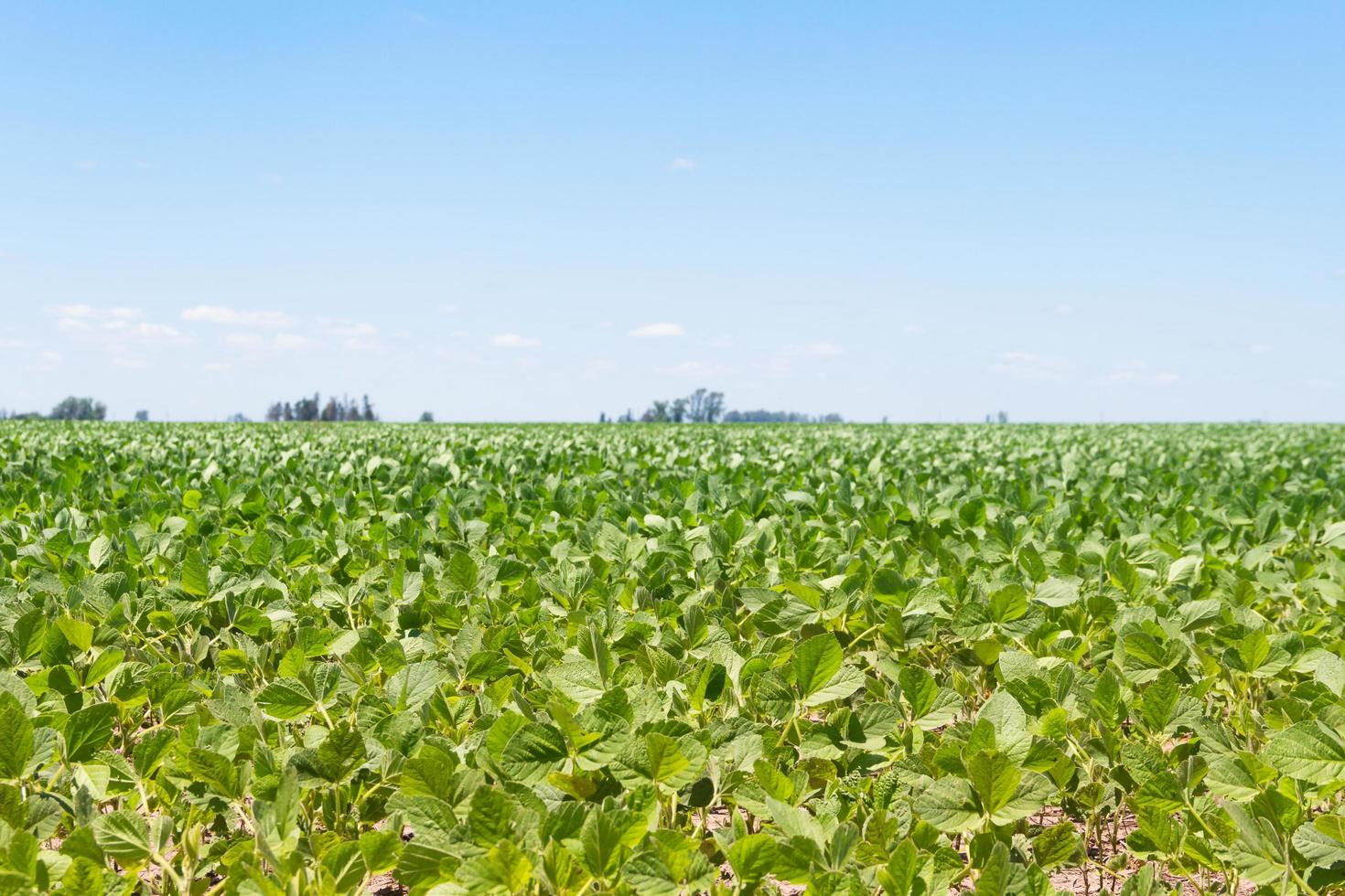 soybean plantation in the summer in the Argentine pampa photo
