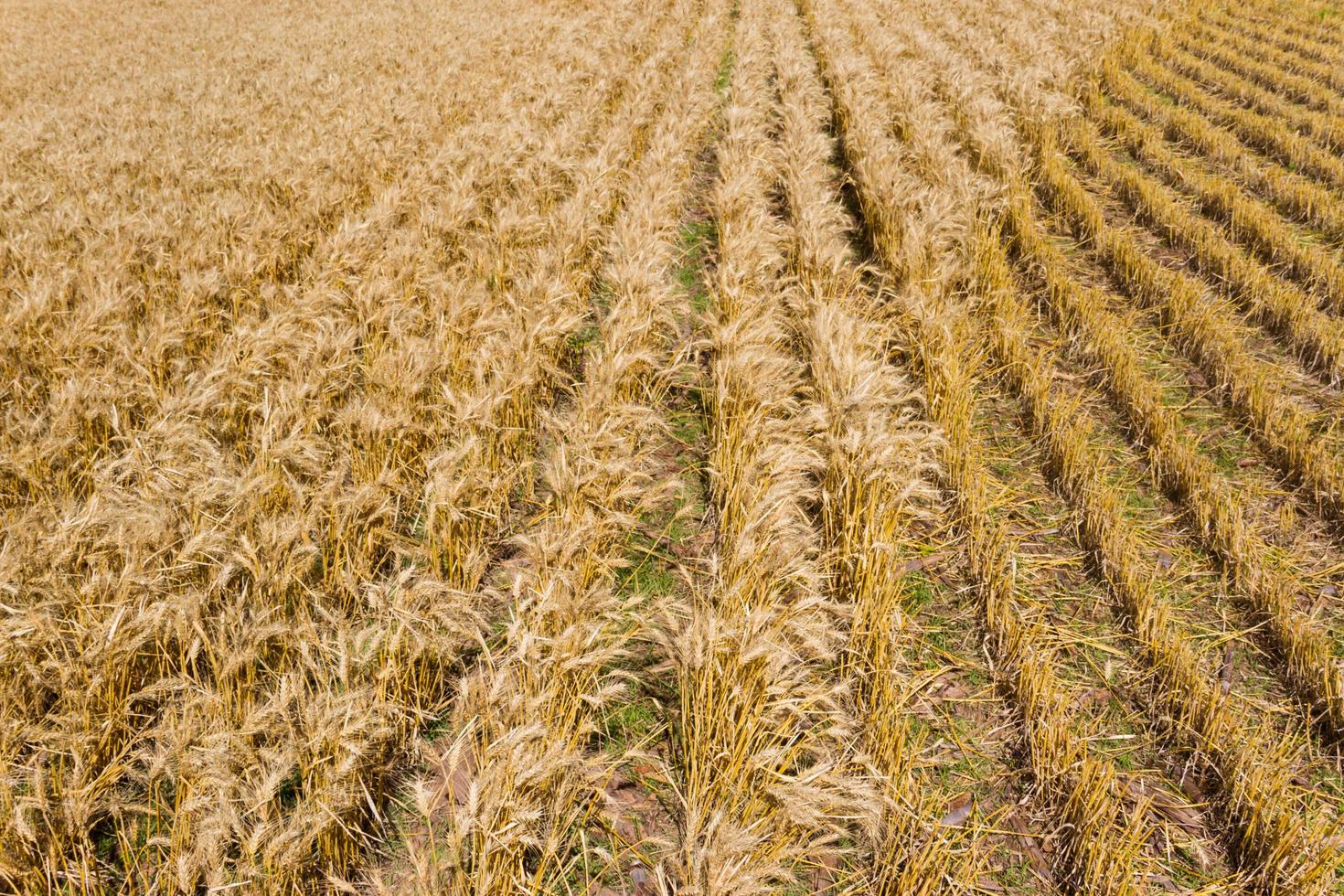 golden wheat plantation seen from above photo