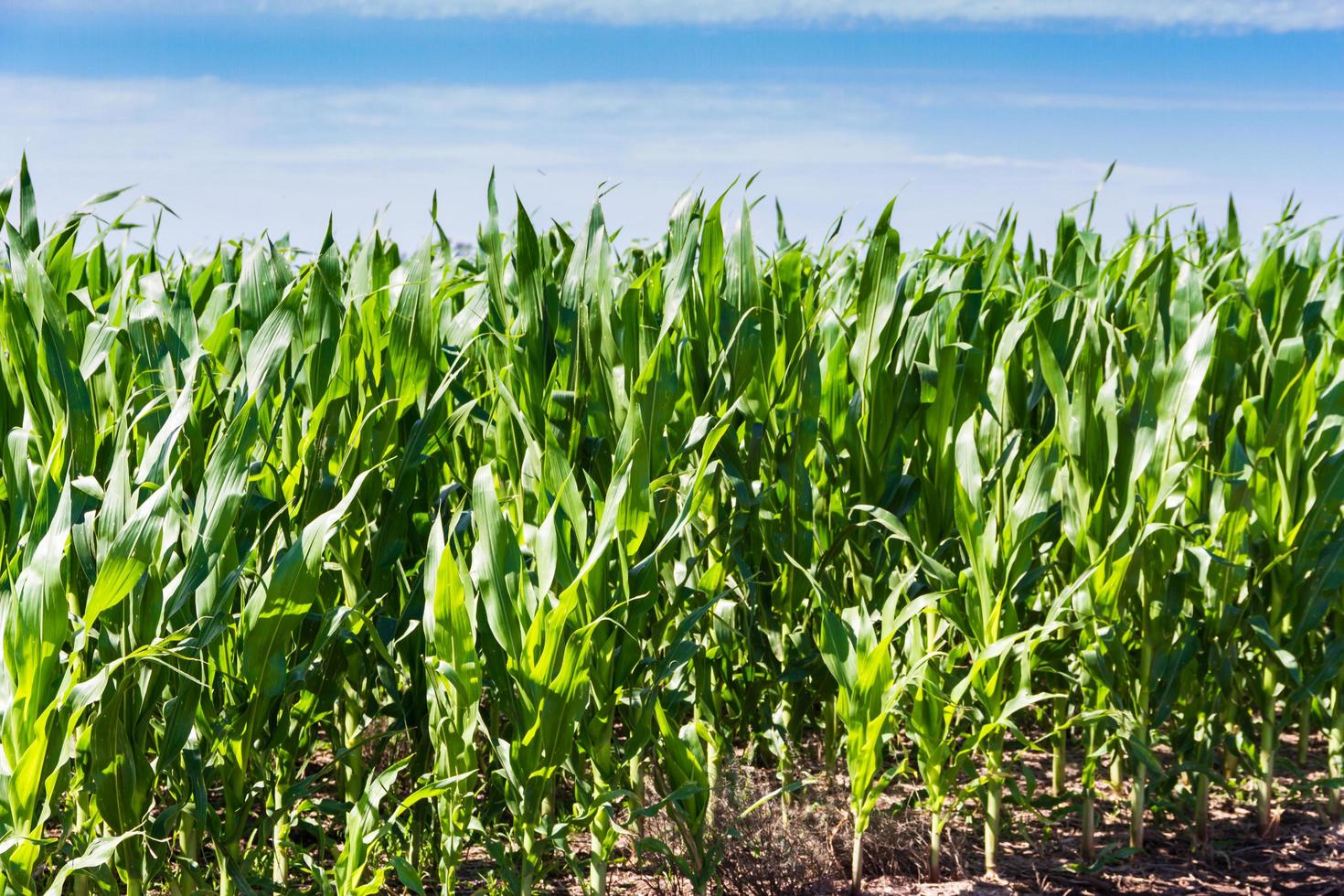 maize plantation in the summer in the Argentine countryside photo