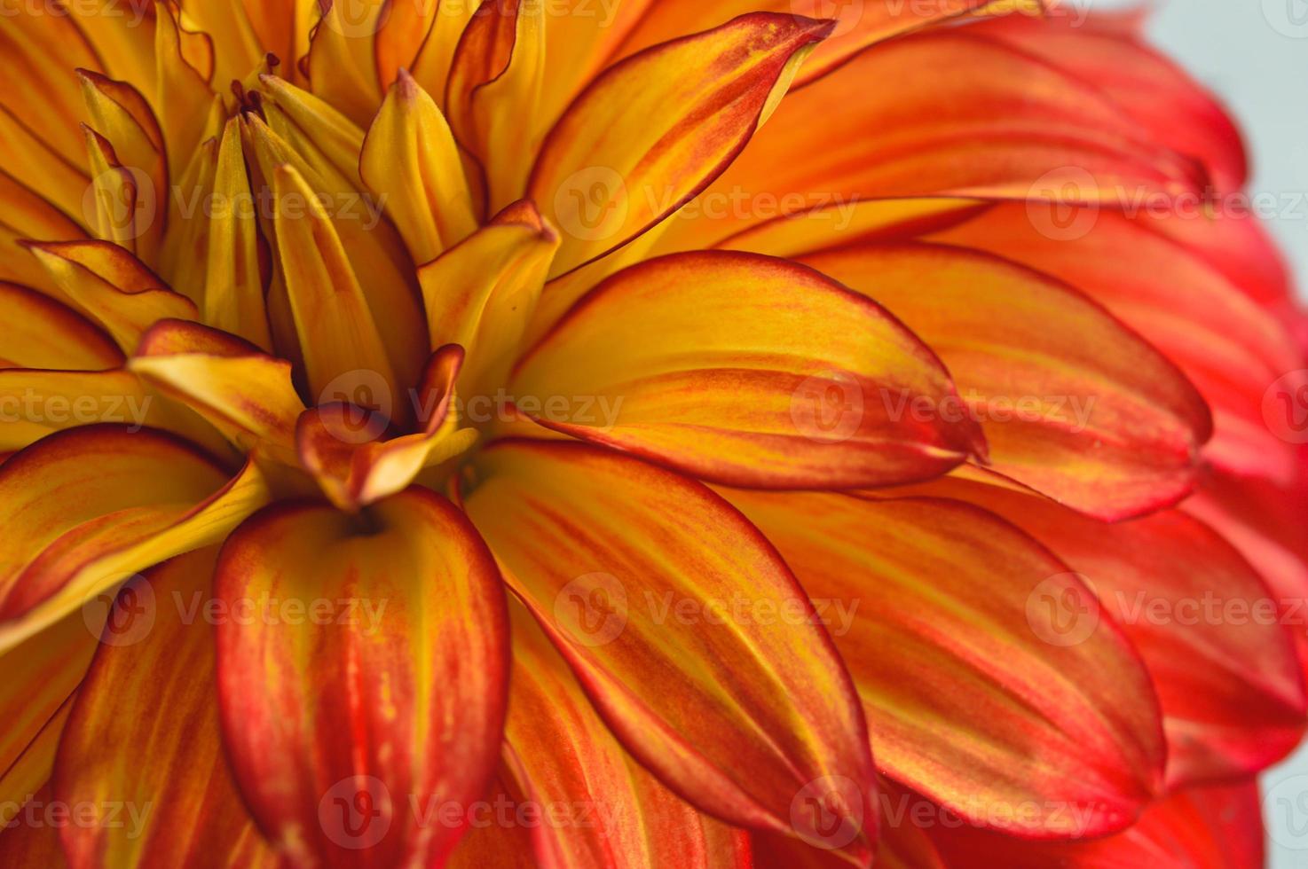 Red and yellow orange dahlia flower close up petals photo