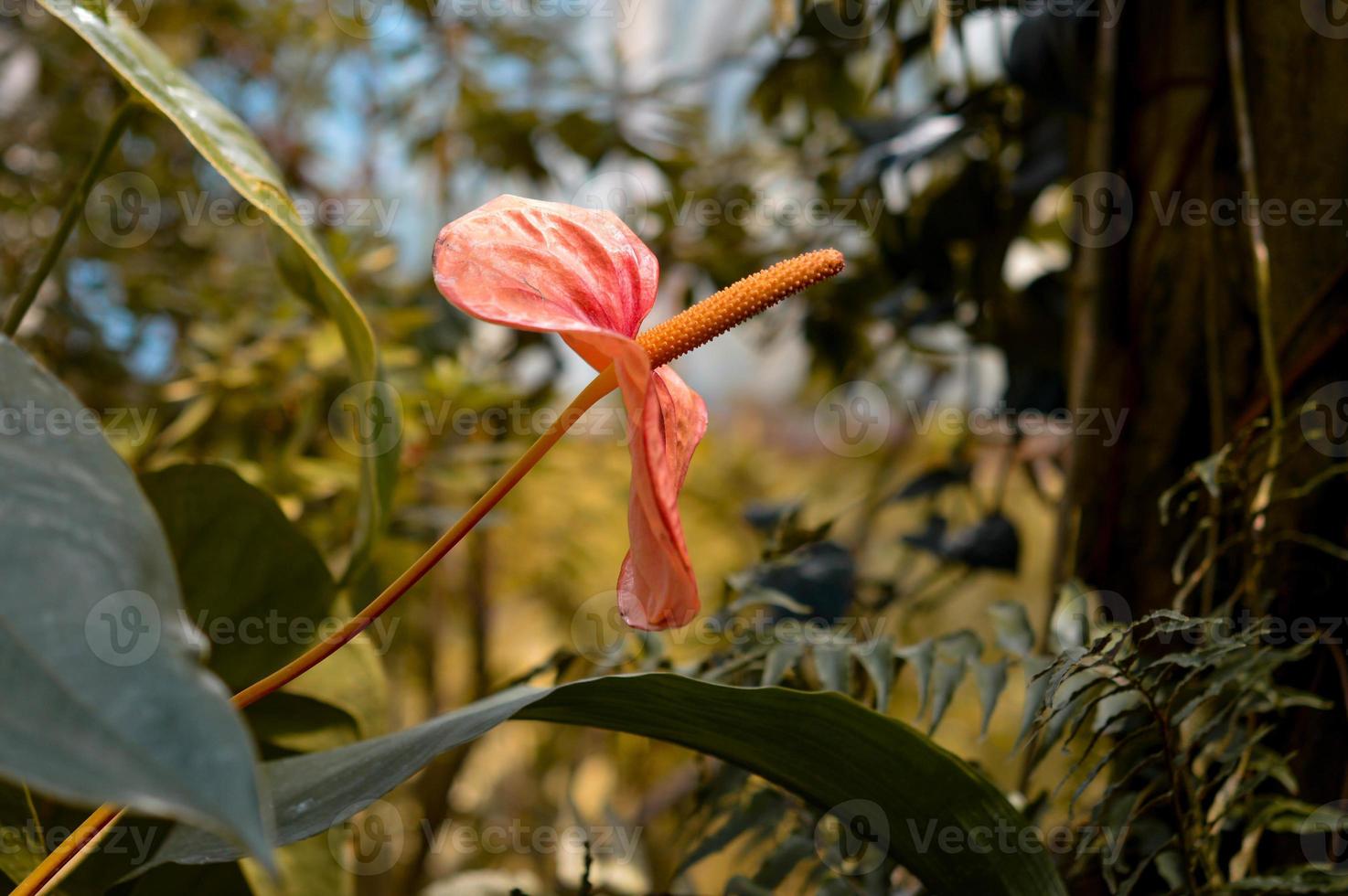 Anthurium flower in the garden photo