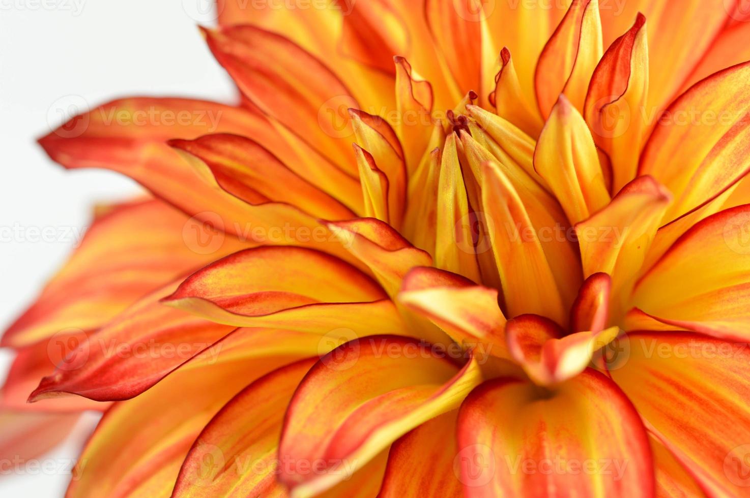 Red and yellow orange dahlia flower close up petals photo