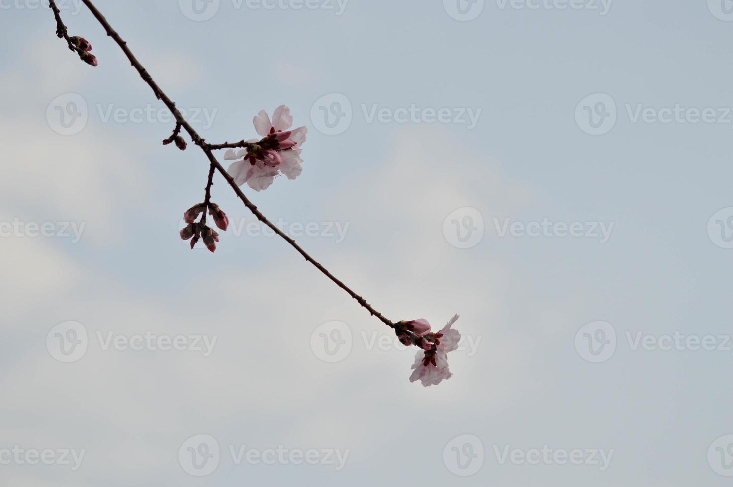 foto de la naturaleza de la flor del árbol rosa, pétalos de rosa pastel, primavera