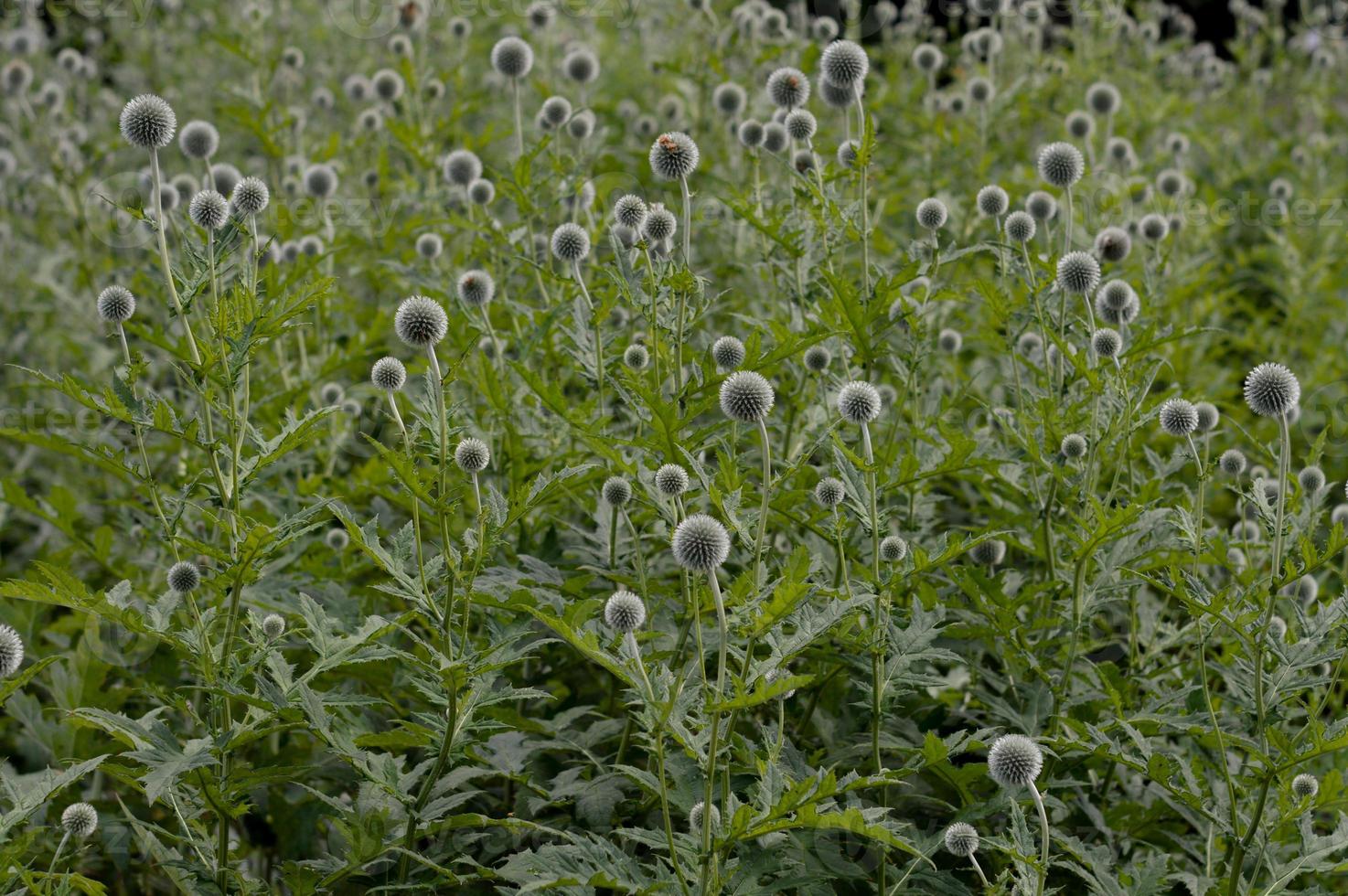 Southern globethistle field, echinops plants in the garden photo