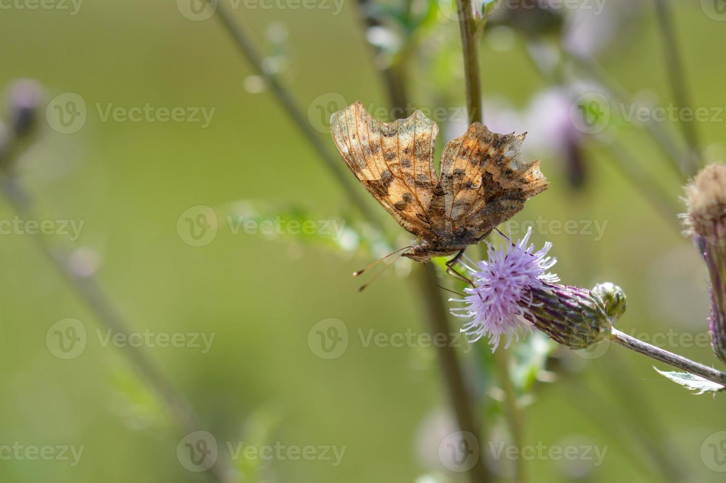Thistle flower with a comma butterfly in nature, macro photo