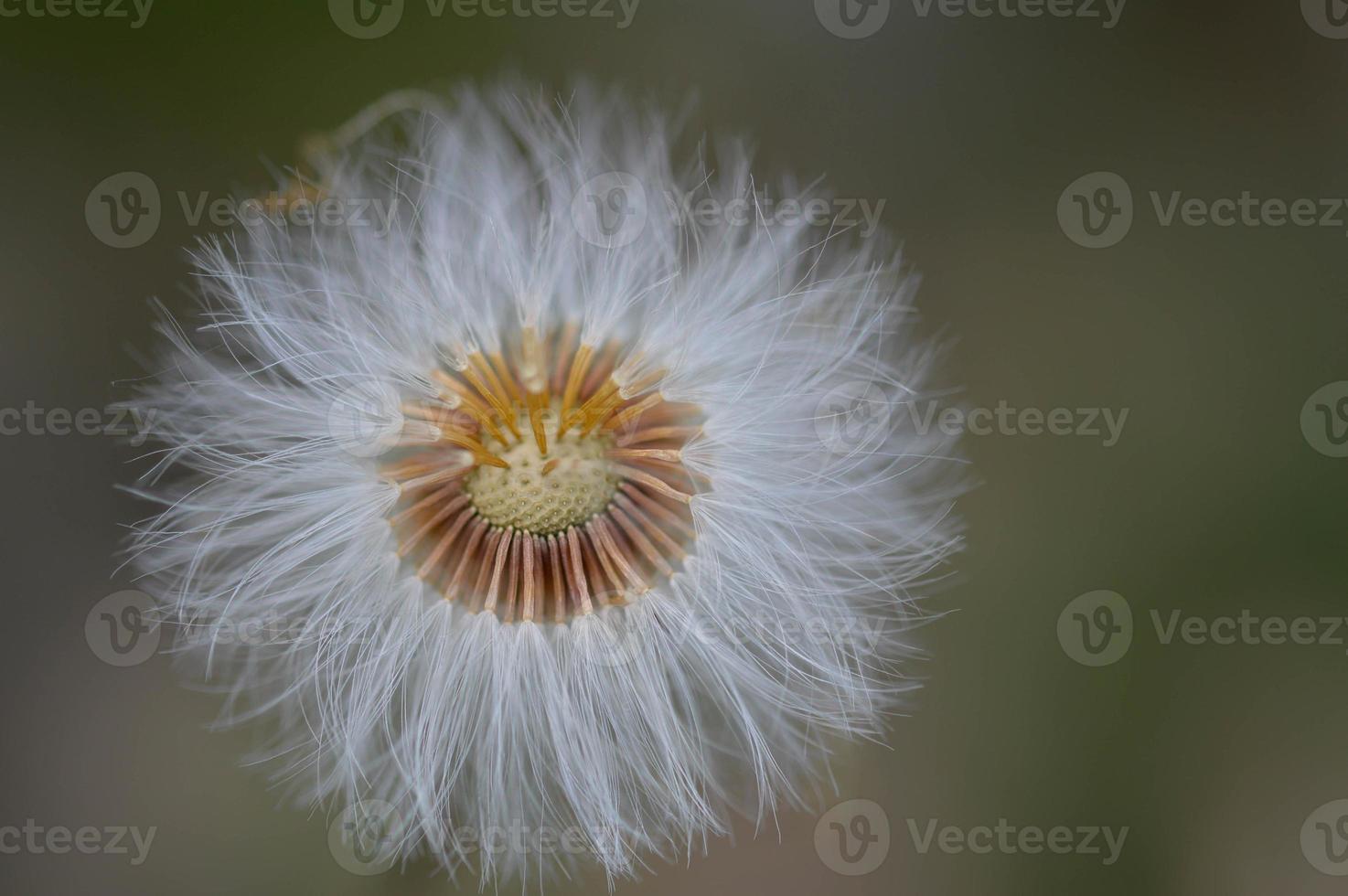 Fluffy seed head plant macro close up. photo