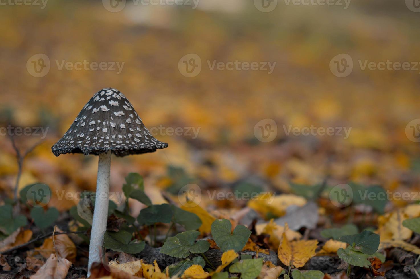 Brown and white spotted mushroom photo