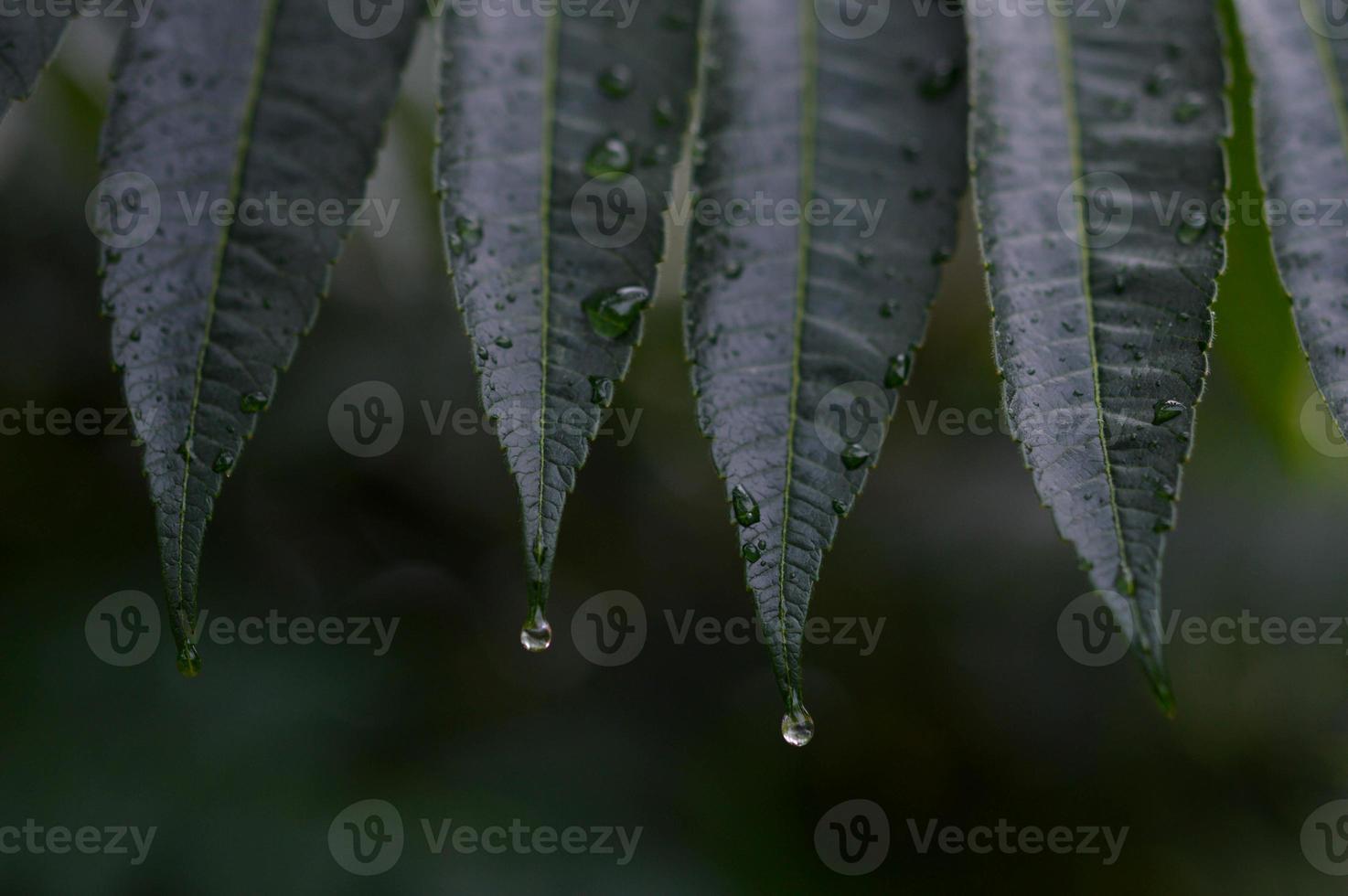 hojas verdes con gotas de agua después de la lluvia foto