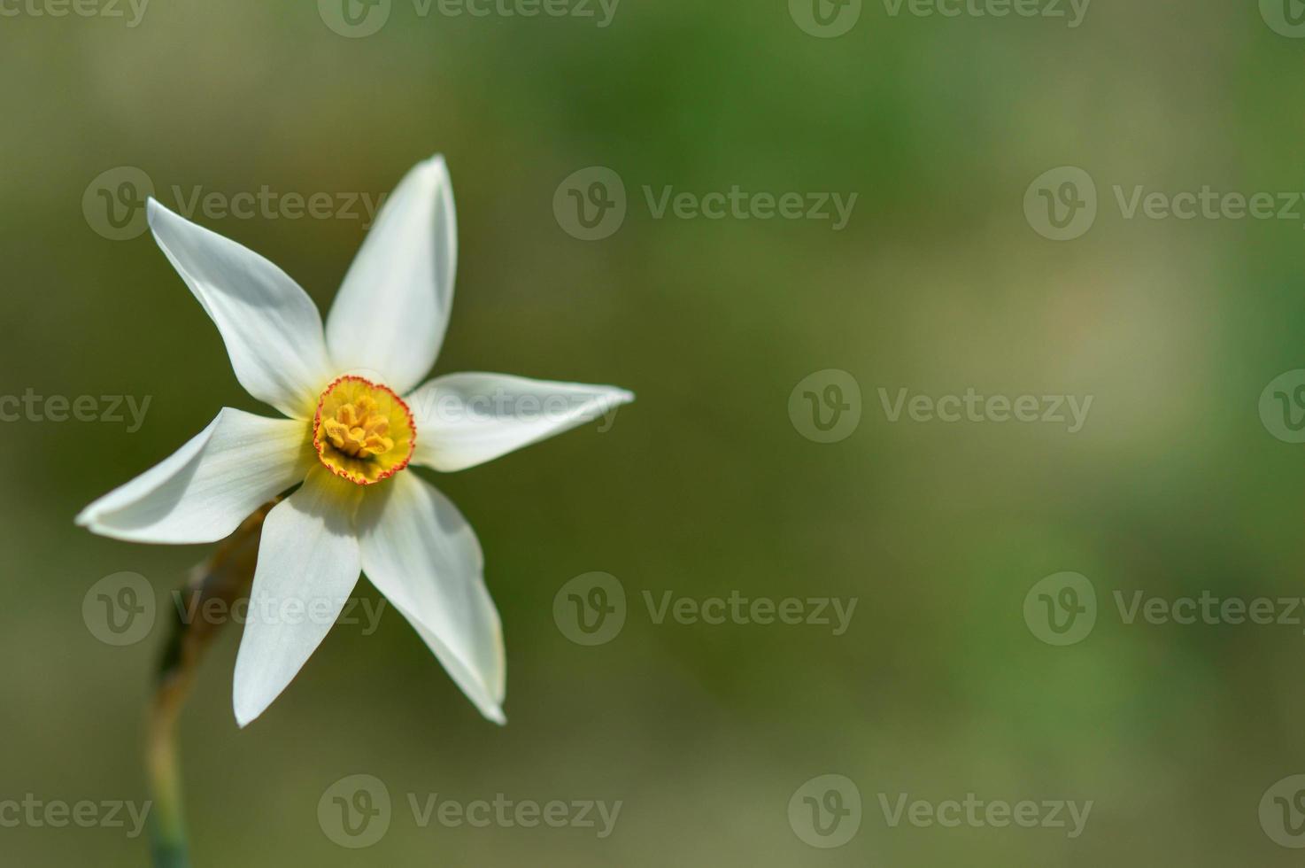 One white daffodil in the wild. Poet's narcissus on a field. photo