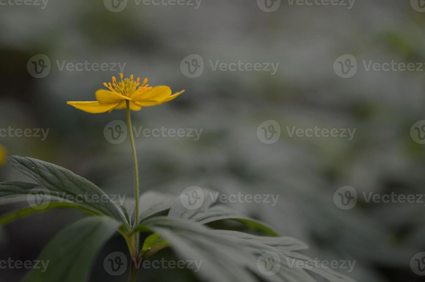 Yellow wood anemone flower in the wild, macro, photo