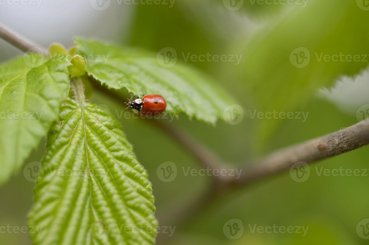 Ladybug on a green leaf close up, on a tree, red beetle. photo