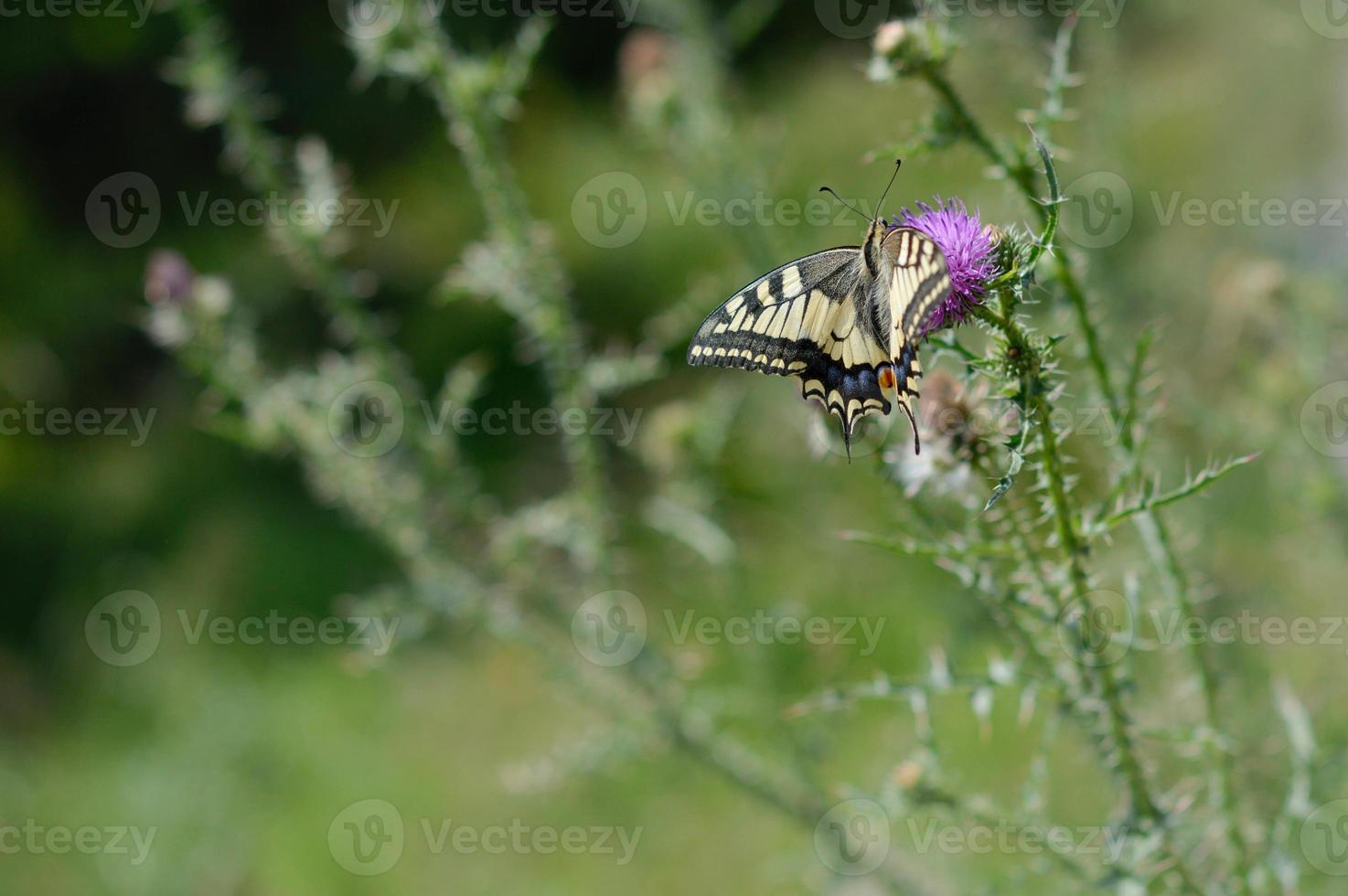 mariposa de cola de golondrina del viejo mundo en una flor de cardo de lanza foto