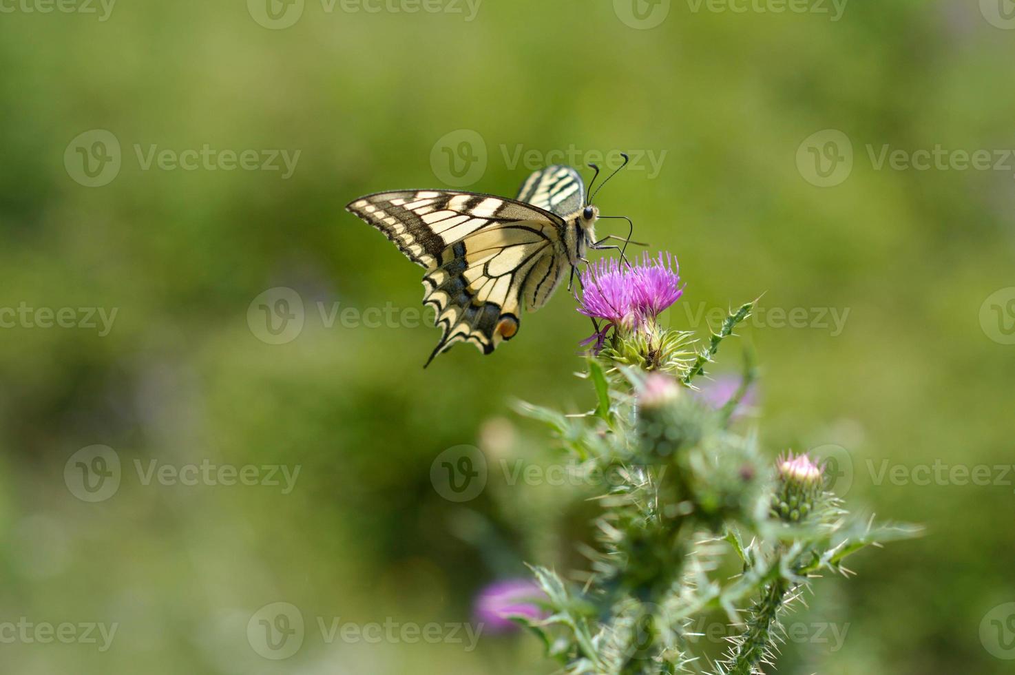 mariposa de cola de golondrina del viejo mundo en una flor de cardo de lanza foto