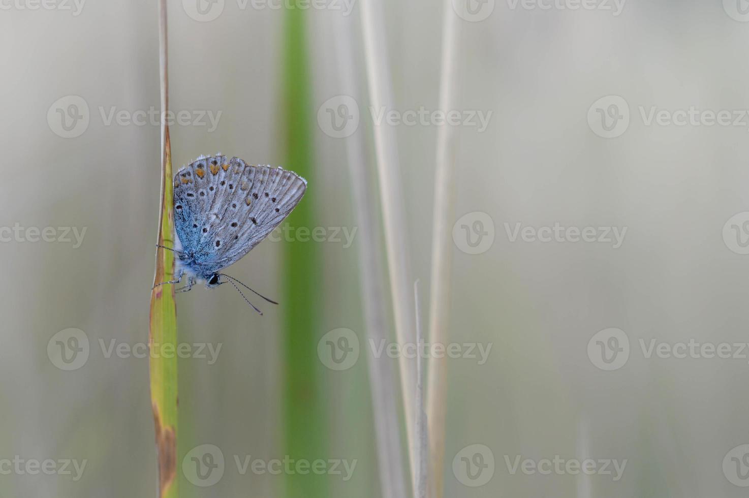 Common blue butterfly on a leaf in nature macro close up photo