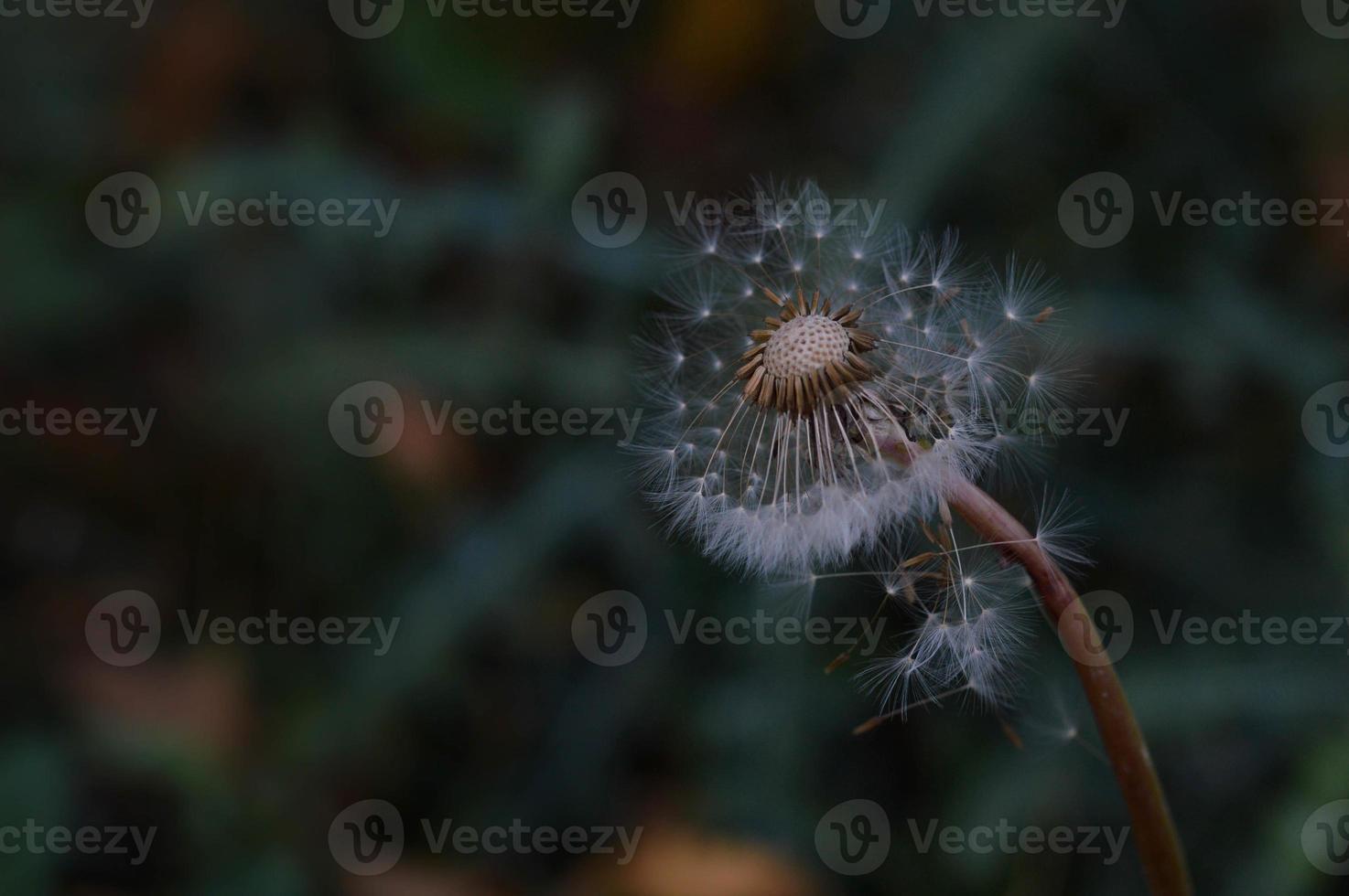 Dark dandelion in the wind photo