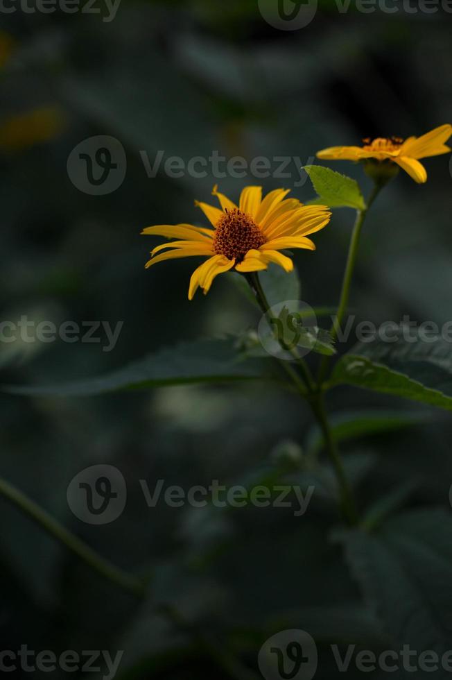 Smooth oxeye, false sunflower yellow floer in the garden, photo