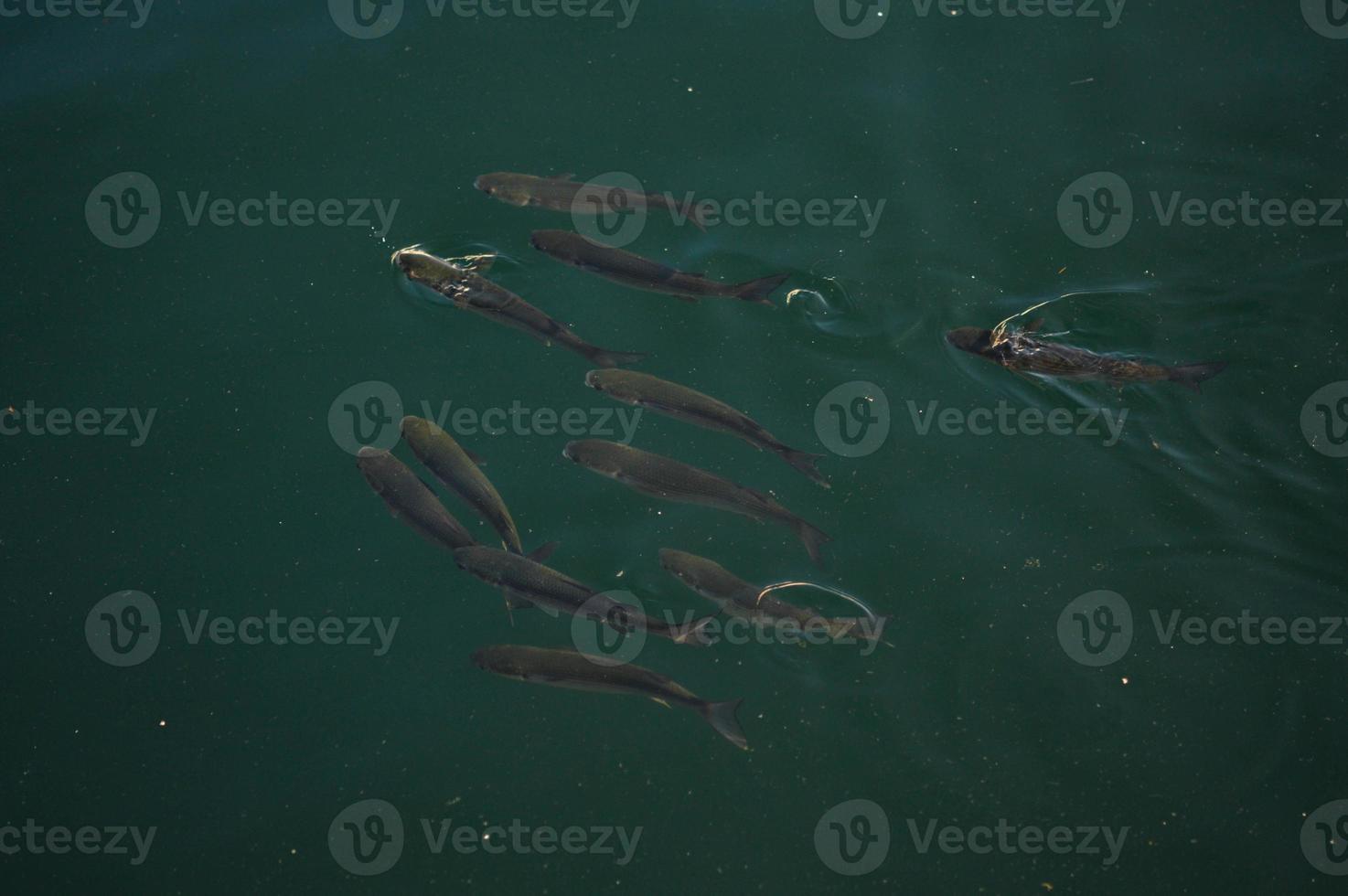Fishes in calm water, fish swimming photo