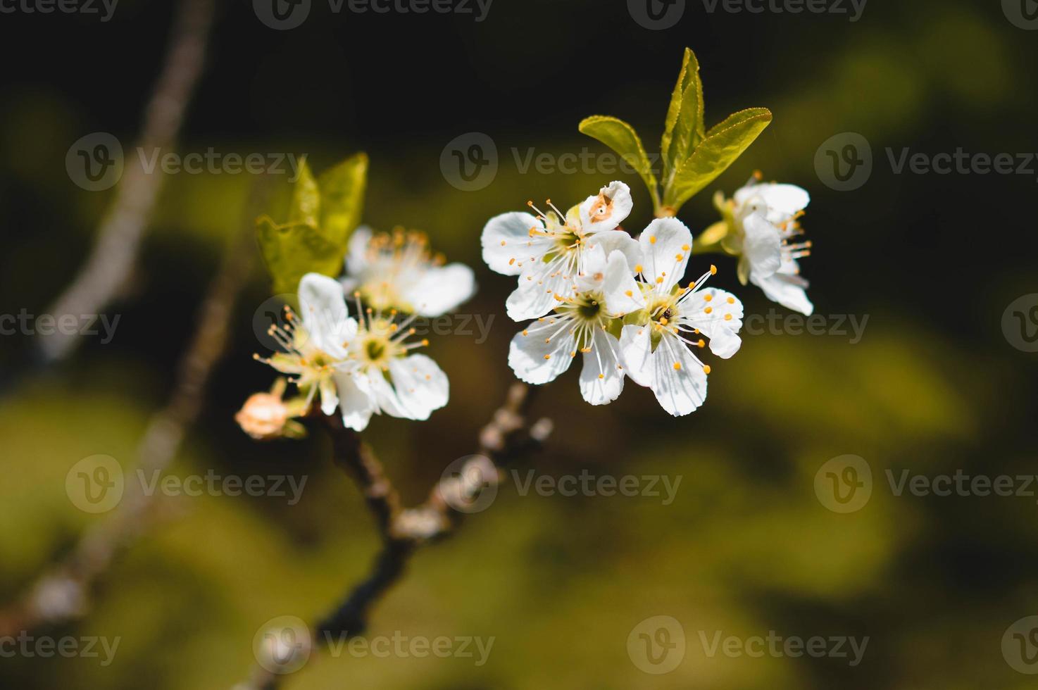 Blooming tree white spring flowers photo