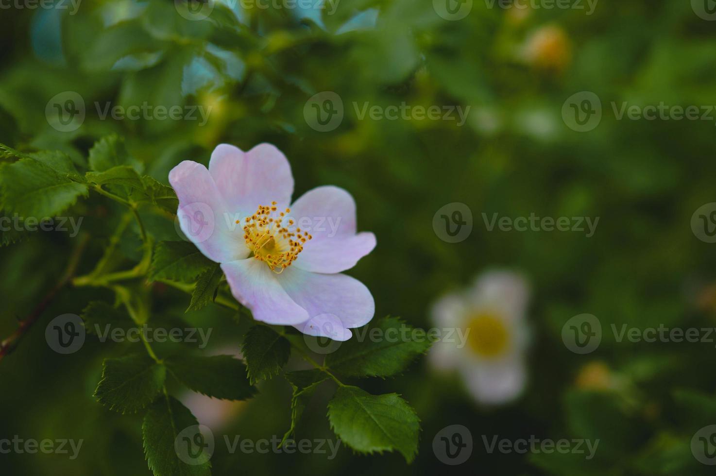 Dog rose in nature, blooming soft pink flower. Wild rose. photo