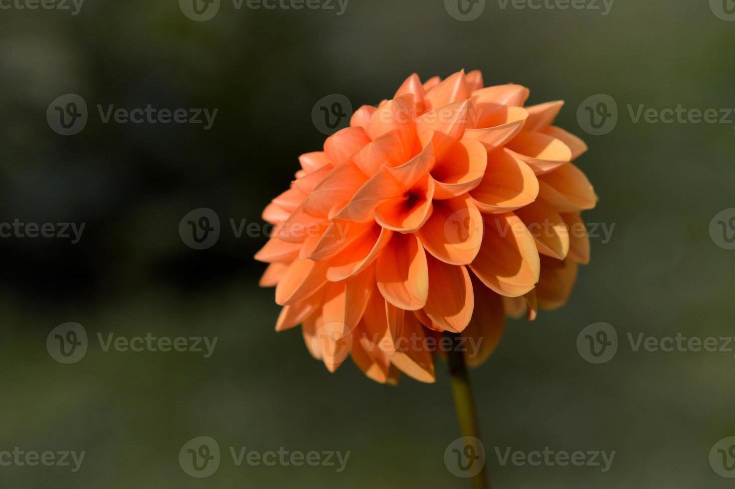 Orange dahlia flower in the garden, flower head close up. photo