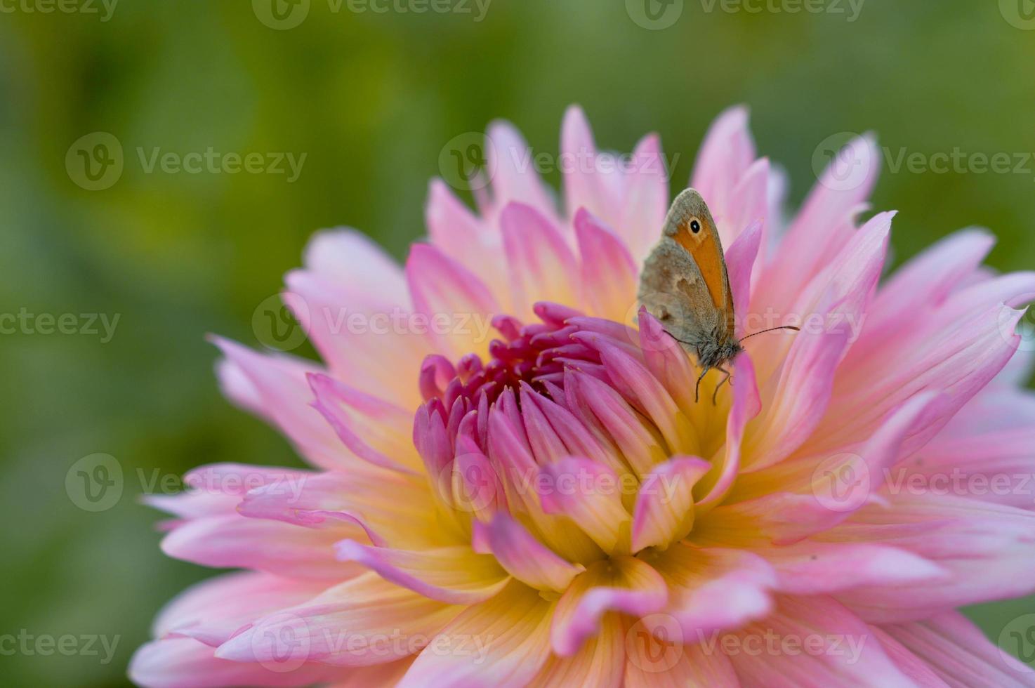 Small heath on a pink and yellow dahlia flower, macro photo