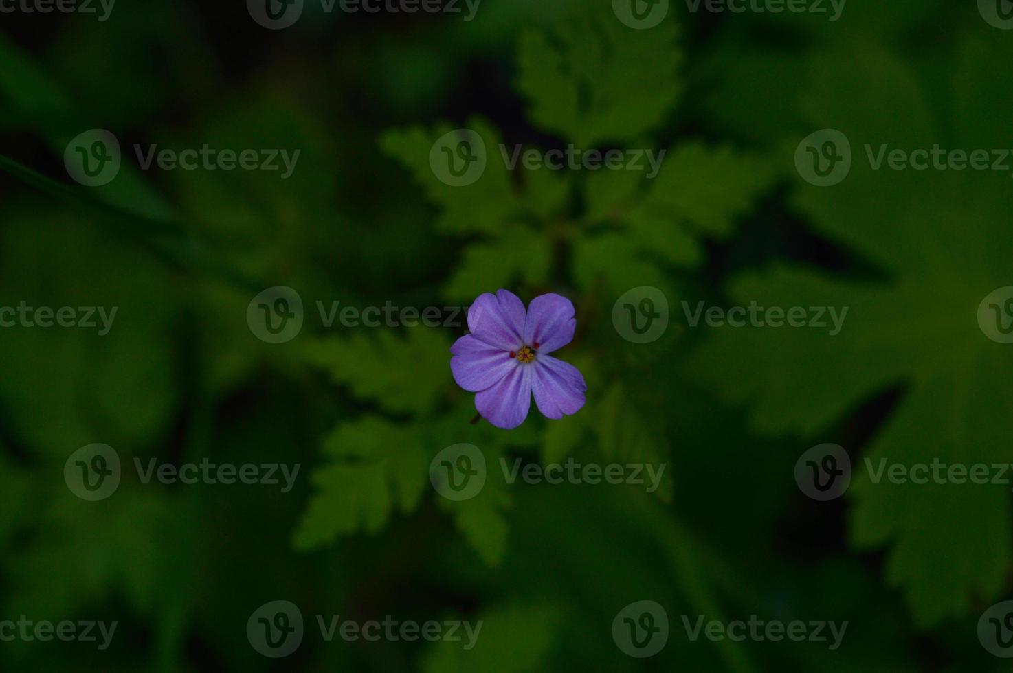 Geranium robertianum, small purple flower, photo