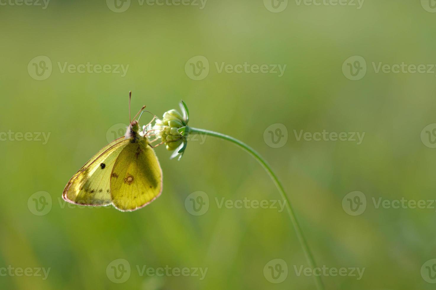 Clouded yellows yellow butterfly on a flower in nature macro photo