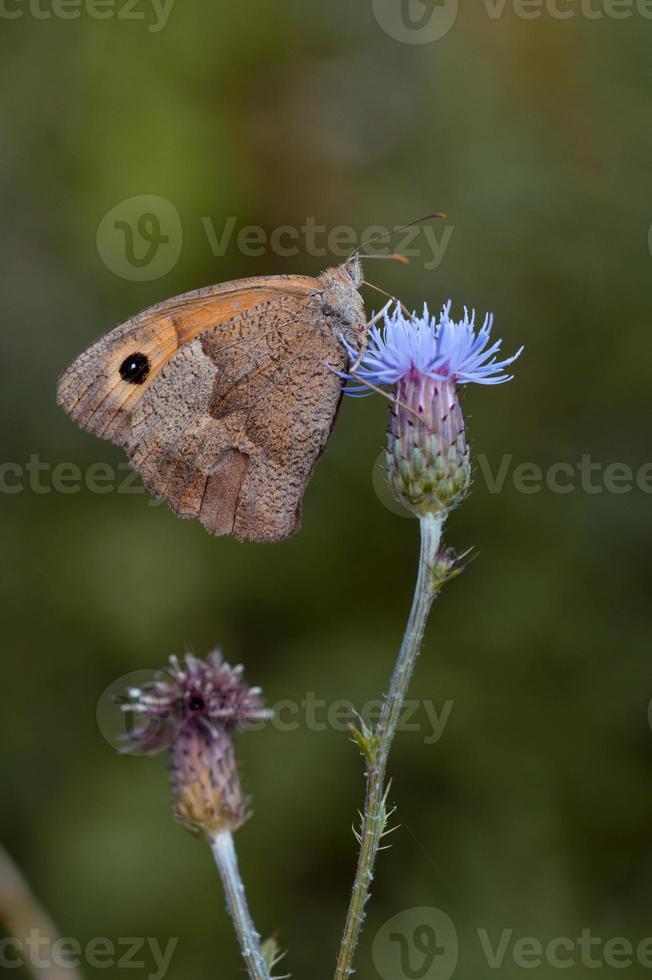Meadow Brown Butterfly on a purple flower photo
