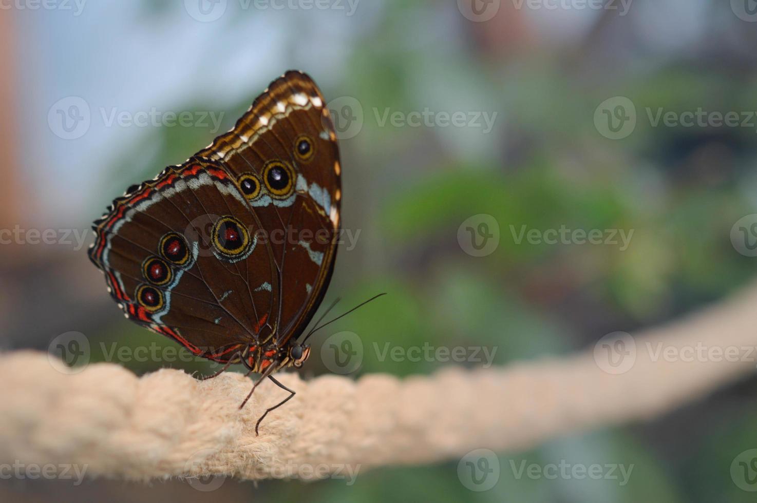 Morpho peleides big colorful tropical butterfly photo