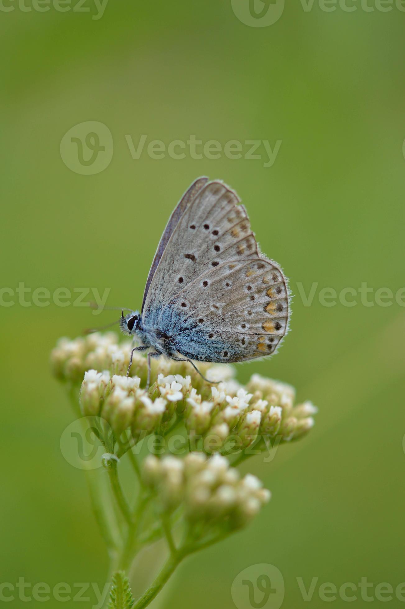 Small blue butterfly on a white wildflower, common blue 14952895 Stock