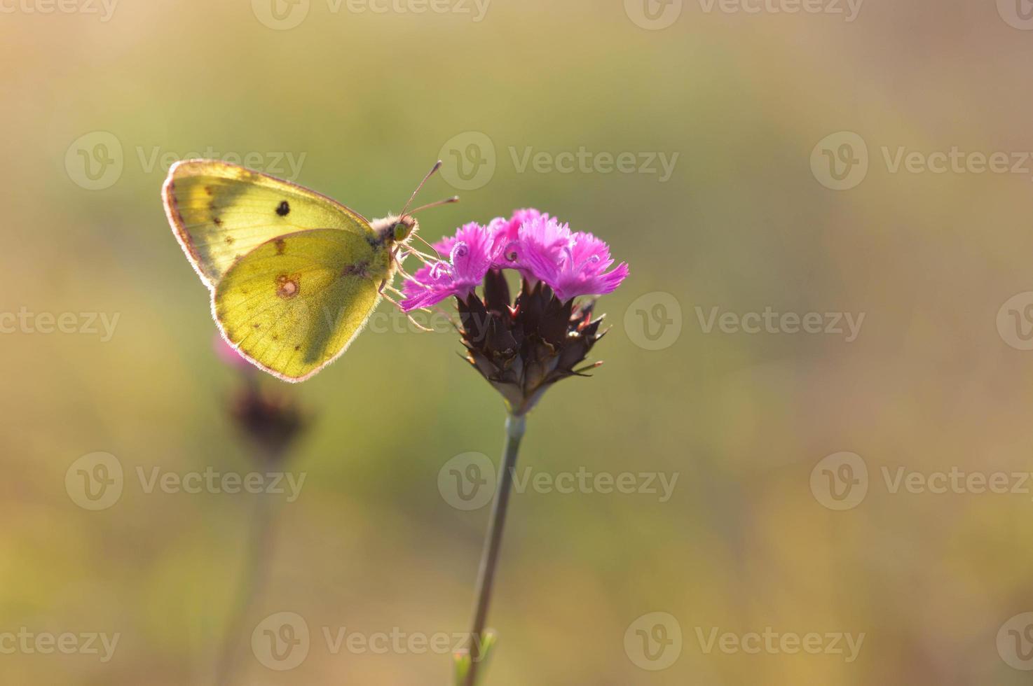 Clouded yellows, yellow butterfly on a flower in nature macro. photo