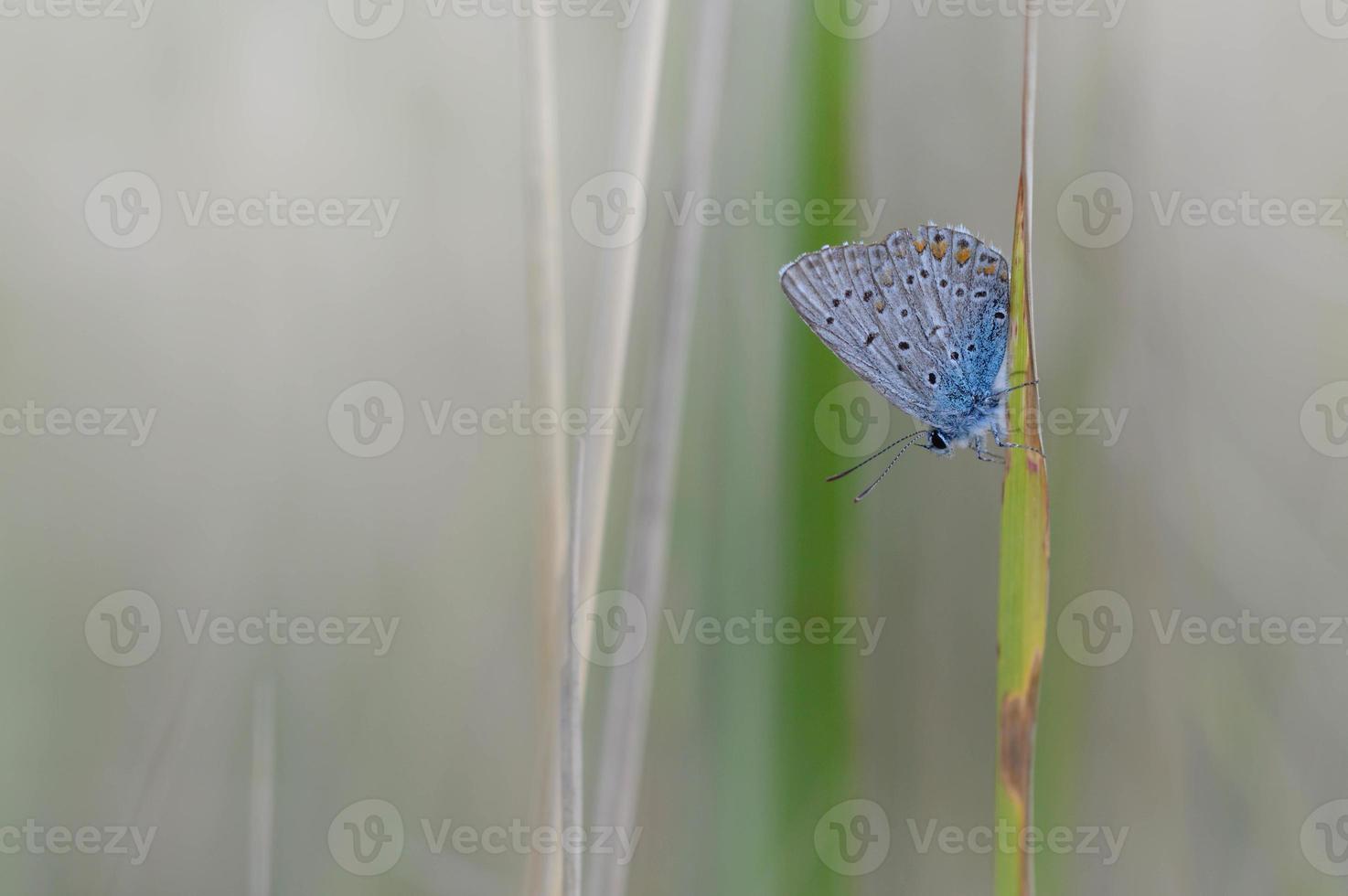 Common blue butterfly on a leaf in nature macro close up photo