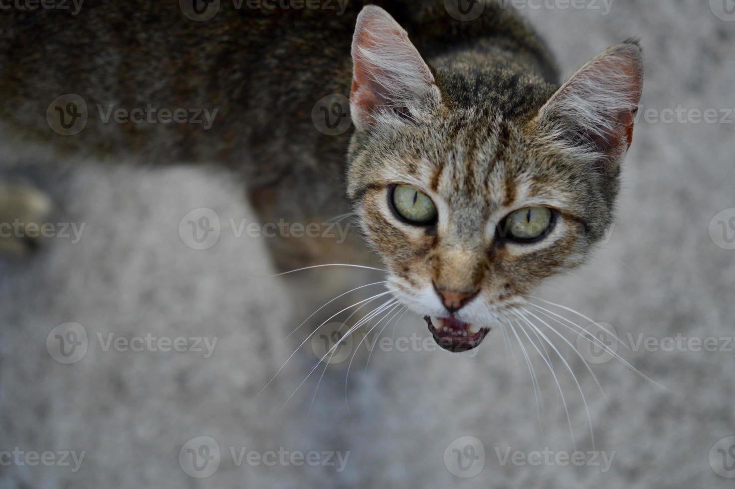 gato retrato gato miau, gato maullando, foto