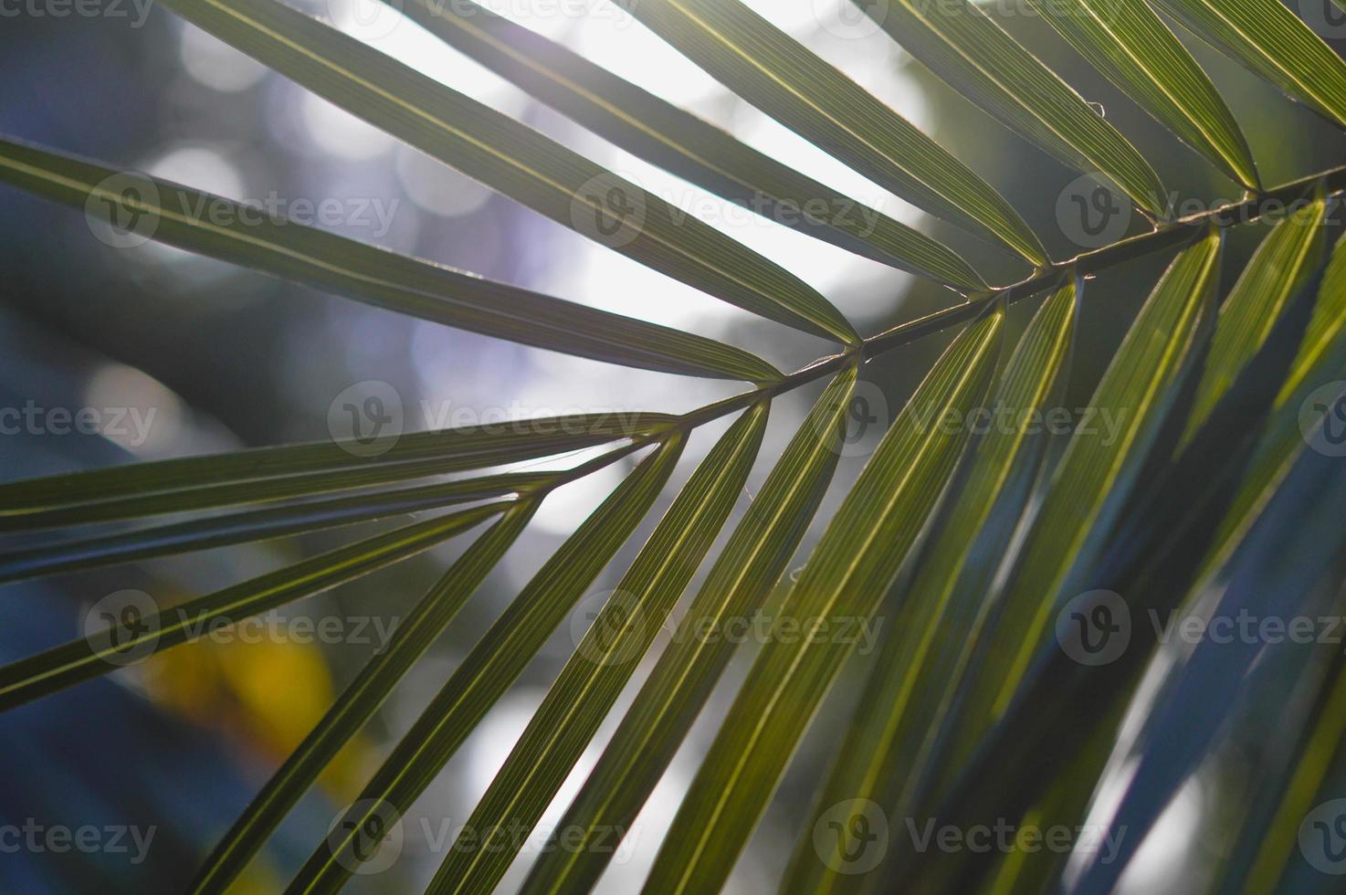 Tropical, palm tree sun shining through the leaves photo