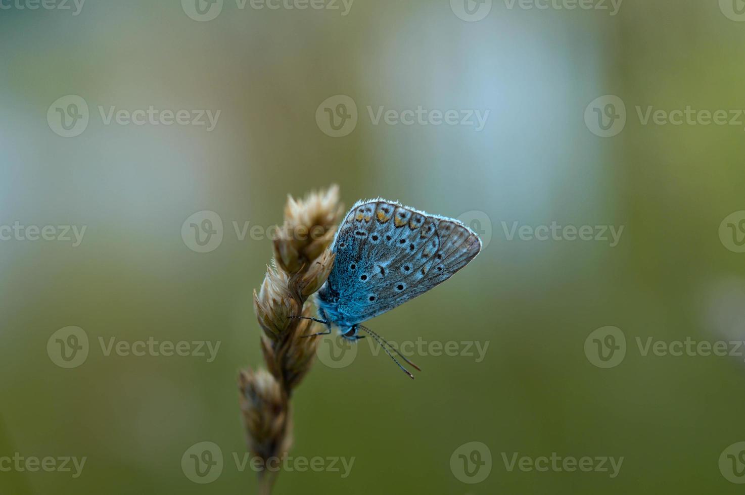 Small blue butterfly on a plant in nature photo