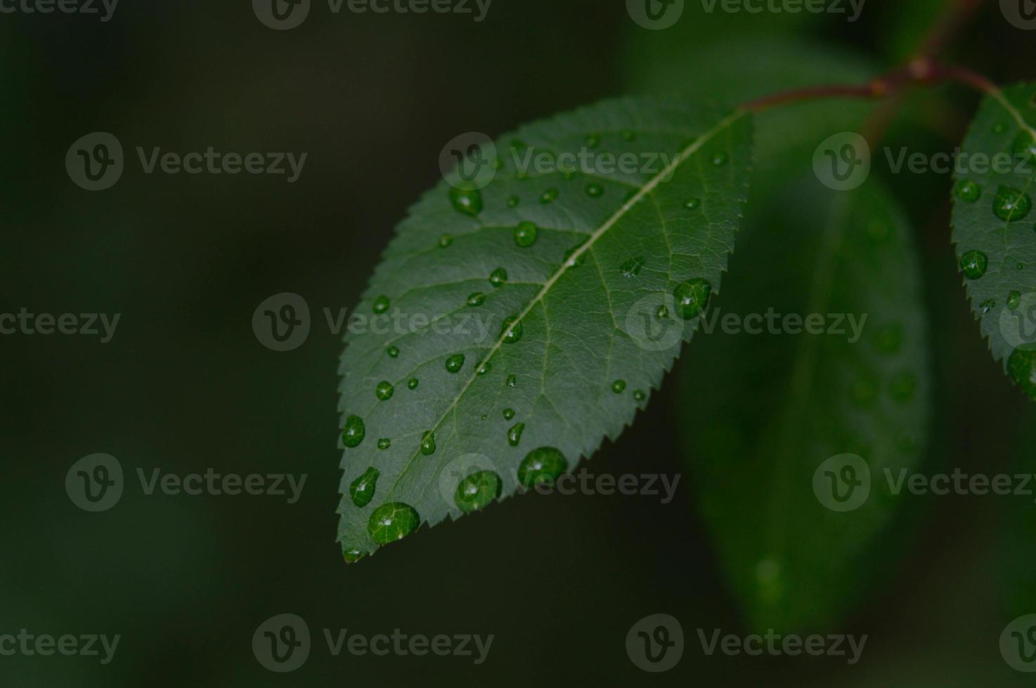 Green leaves with water drops after rain photo