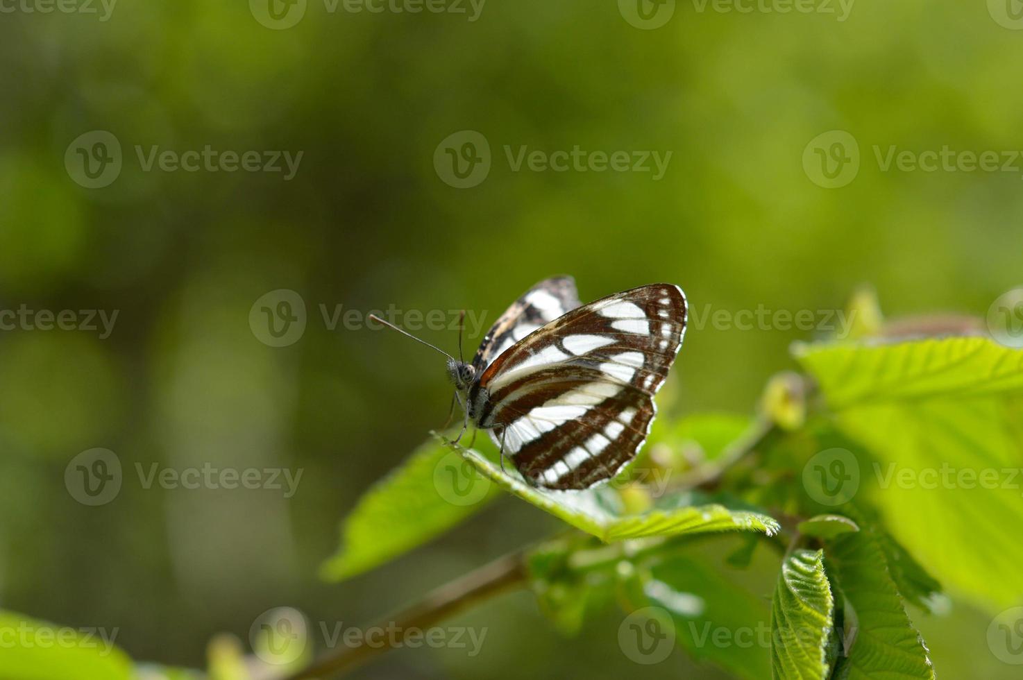 marinero común, mariposa marrón y blanca en una macro de hoja verde foto