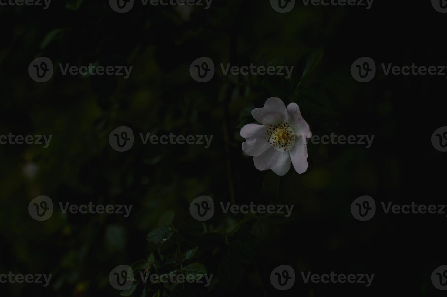 One wild rose, dog rose, one flower head on the bush photo