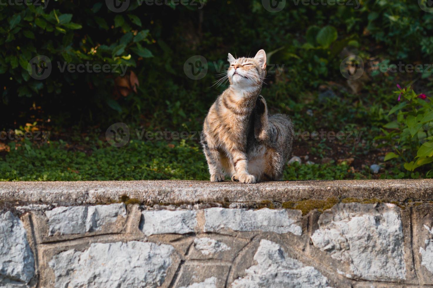 lindo gato afuera en la calle sentado, gato con rayas foto