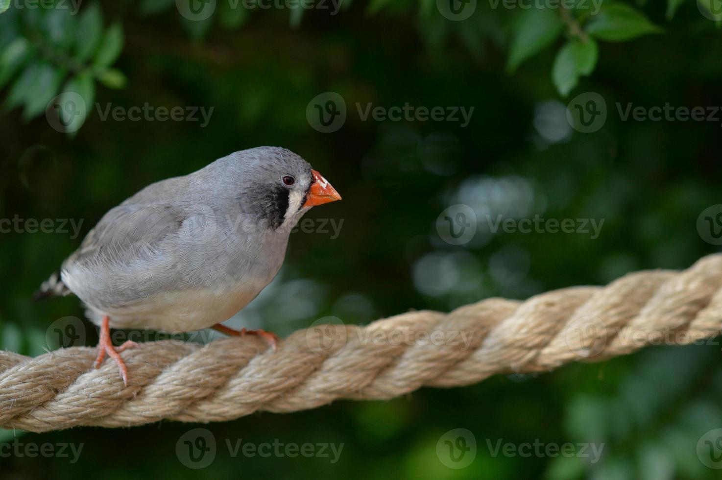 Zebra finch in the butterfly house on a rope photo