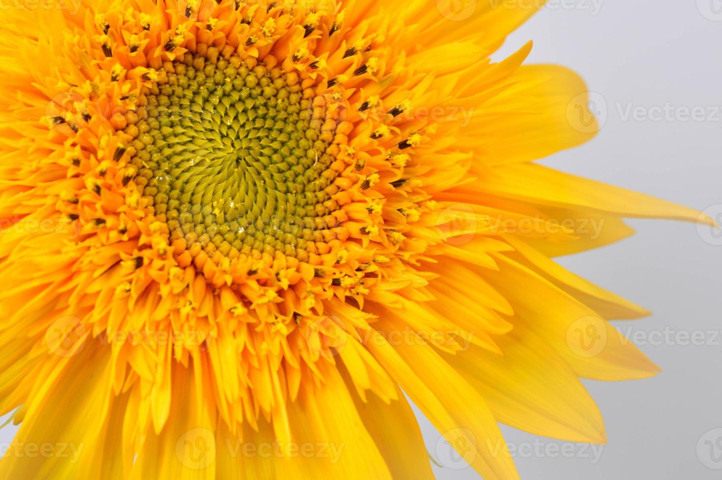Sunflower head close up macro, orange flower photo