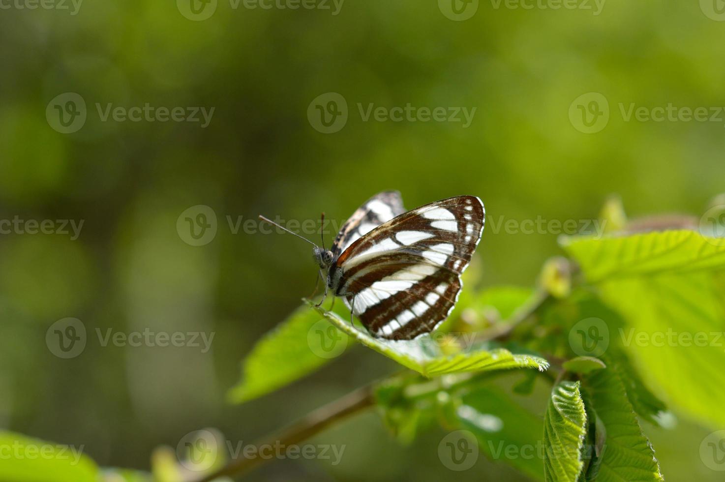 marinero común, mariposa marrón y blanca en una macro de hoja verde foto