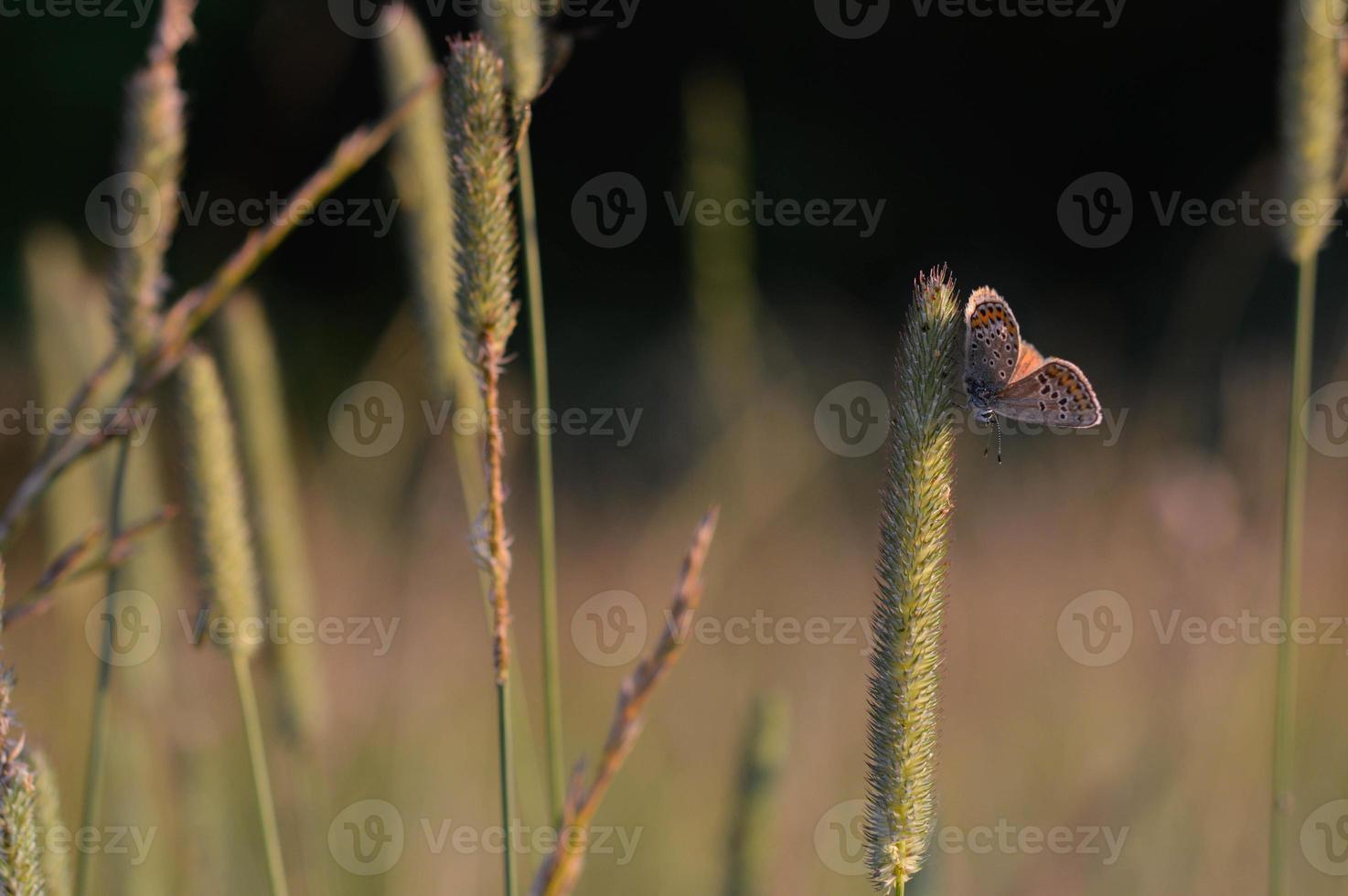 Small butterfly on a plant photo